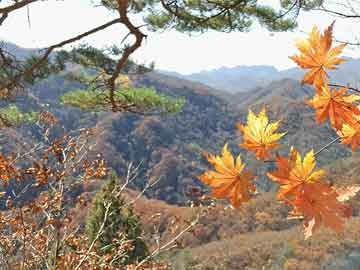 退休工資調(diào)整最新動(dòng)態(tài)，改革進(jìn)展與未來(lái)趨勢(shì)展望