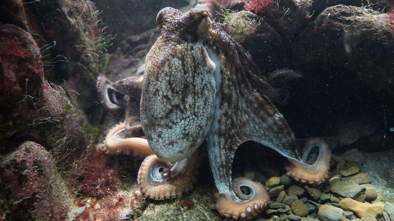 八爪魚最新動態(tài)揭秘，海洋世界的神秘生物探索之旅